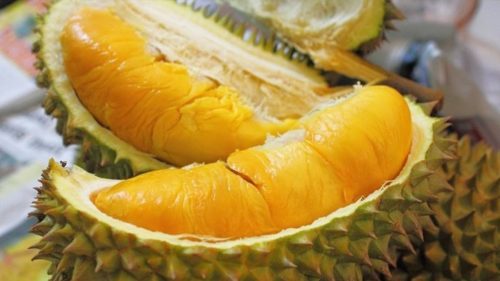 Download 7700 Koleksi Gambar Durian Busuk Paling Bagus Gratis HD